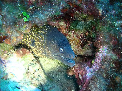 Poisson Murène.JPG